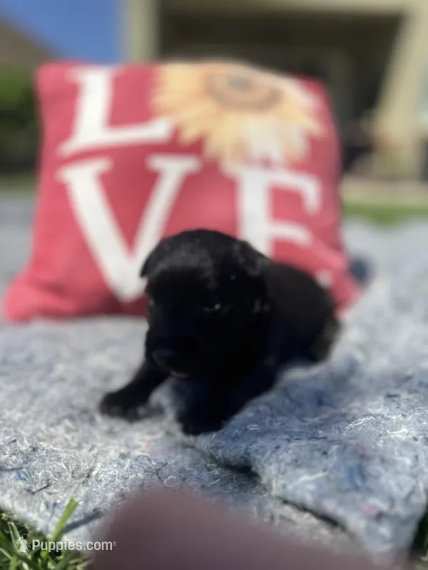 Red collar. -Ozzy – Scottish Terrier puppy on hold in Beaumont, CA