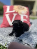 Red collar. -Ozzy, a male Scottish Terrier for sale in Beaumont, CA – Photo 1 of 5