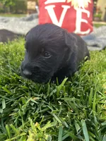 Red collar. -Ozzy, a male Scottish Terrier for sale in Beaumont, CA – Photo 3 of 5