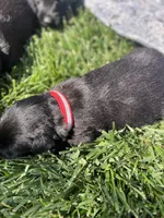 Red collar. -Ozzy, a male Scottish Terrier for sale in Beaumont, CA – Photo 5 of 5
