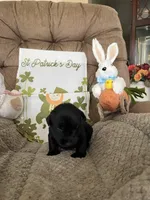 Red collar - Paddy, a male Scottish Terrier for sale in Beaumont, CA – Photo 3 of 4