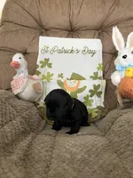 Red collar - Paddy, a male Scottish Terrier for sale in Beaumont, CA – Photo 2 of 4