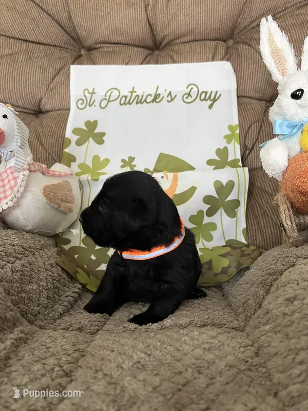 Red collar - Paddy – Scottish Terrier puppy for sale in Beaumont, CA