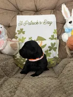 Red collar - Paddy, a male Scottish Terrier for sale in Beaumont, CA – Photo 1 of 4