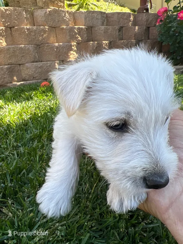 Pink collar - Molly – Scottish Terrier puppy for sale in Beaumont, CA