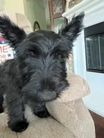 Pink collar - Ian  -  CKC  registered, a male Scottish Terrier for sale in Beaumont, CA – 2 of 10