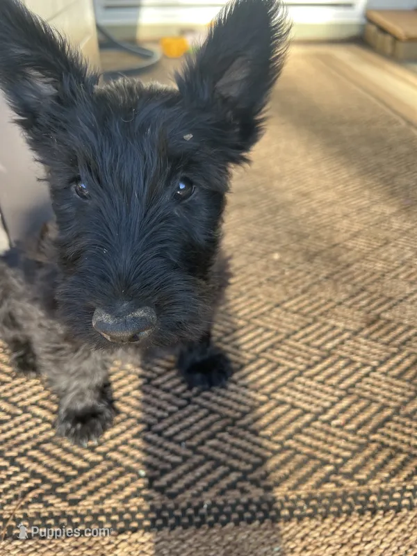 Orange collar - Duffy – Scottish Terrier puppy for sale in Beaumont, CA