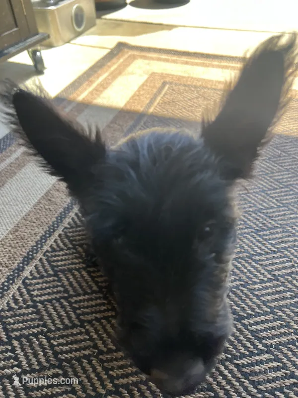 Purple collar - Ian  -  CKC  registered – Scottish Terrier puppy for sale in Beaumont, CA