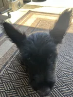 Purple collar - Ian  -  CKC  registered, a male Scottish Terrier for sale in Beaumont, CA – 1 of 9