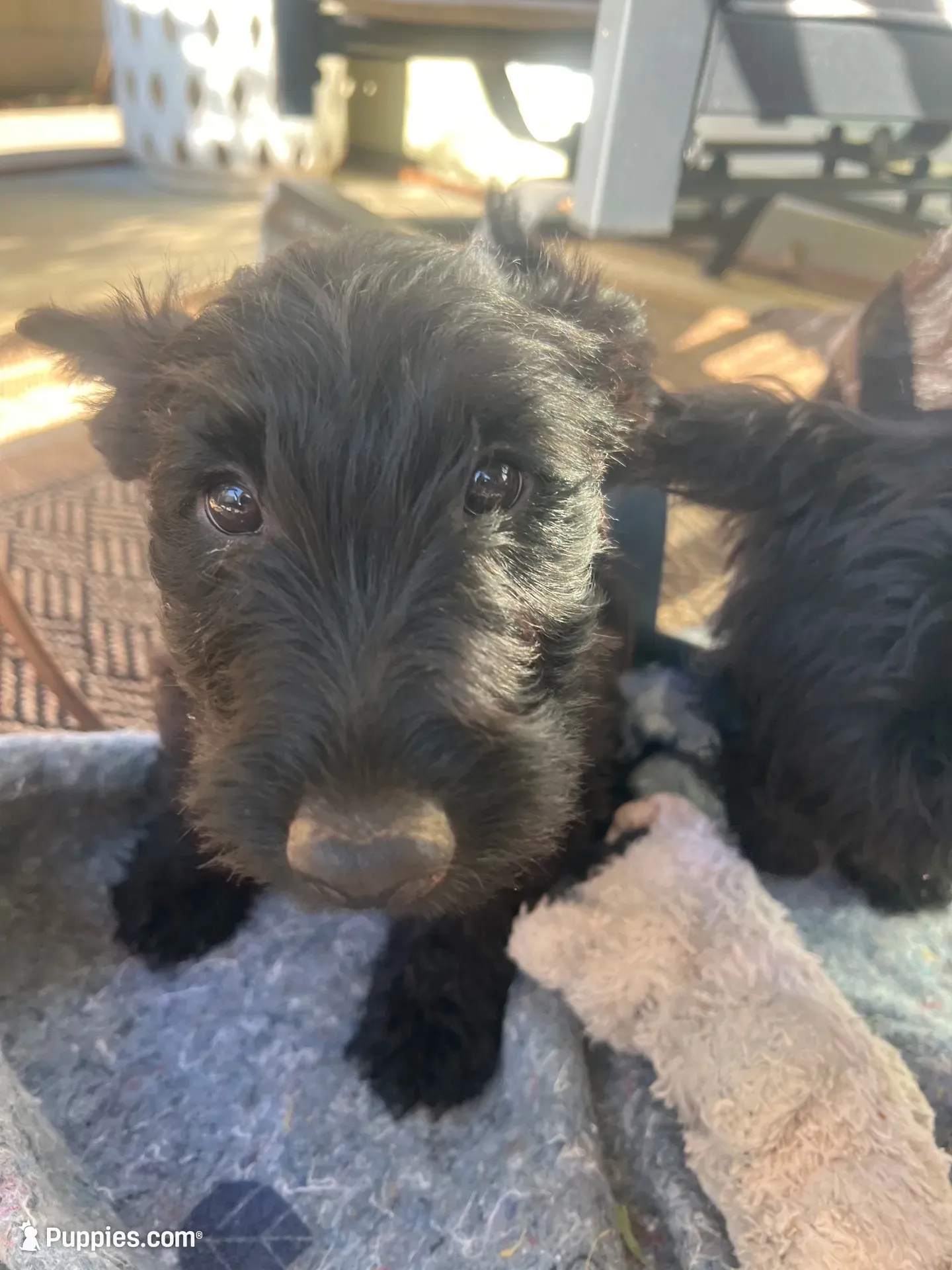 Purple collar - Ian  -  CKC  registered, a male Scottish Terrier for sale in Beaumont, CA – 3 of 9