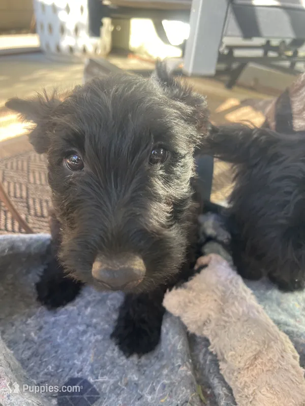 Purple collar - Ian, a male Scottish Terrier for sale in Beaumont, CA – 1 of 7