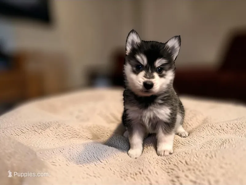 Blaze  – Pomsky puppy for sale in Hendersonville, NC