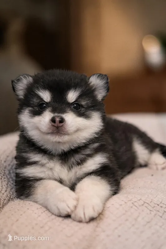 Nyx – Pomsky puppy for sale in Hendersonville, NC