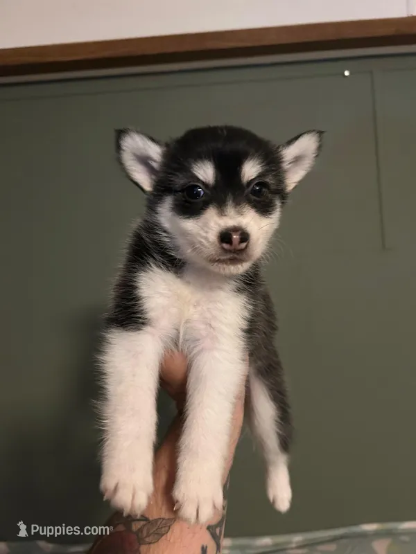 Onyx  – Pomsky puppy for sale in Hendersonville, NC