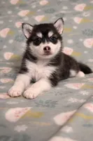 Onyx , a male Pomsky for sale in Hendersonville, NC – Photo 2 of 2