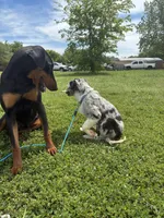 Redbull , a male Australian Shepherd and Border Collie for sale in Lawton, OK – 10 of 10