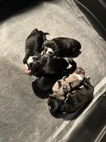 Redbull , a male Australian Shepherd and Border Collie for sale in Lawton, OK – 4 of 10