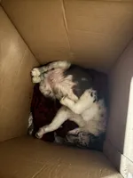 Redbull , a male Australian Shepherd and Border Collie for sale in Lawton, OK – 6 of 10