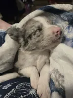 Redbull , a male Australian Shepherd and Border Collie for sale in Lawton, OK – 3 of 10