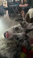 Redbull , a male Australian Shepherd and Border Collie for sale in Lawton, OK – 5 of 10
