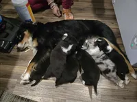 Redbull , a male Australian Shepherd and Border Collie for sale in Lawton, OK – 2 of 10