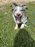 Redbull , a male Australian Shepherd and Border Collie for sale in Lawton, OK – 8 of 10