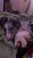 Redbull , a male Australian Shepherd and Border Collie for sale in Lawton, OK – 7 of 10