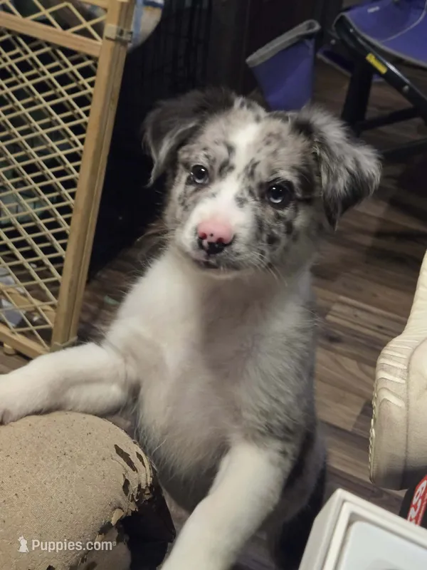Redbull  – Australian Shepherd, Border Collie puppy for sale in Lawton, OK