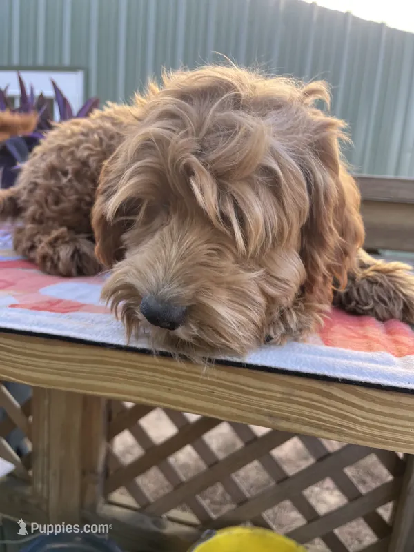 Bridger, a male Australian Labradoodle for sale in Windsor, SC – 1 of 2