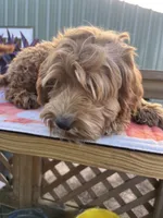 Bridger, a male Australian Labradoodle for sale in Windsor, SC – 1 of 2