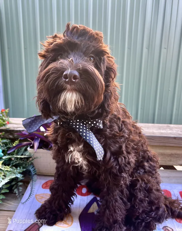 Rip – Australian Labradoodle puppy for sale in Windsor, SC