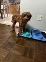 Ruby Sue, a female Australian Labradoodle for sale in Windsor, SC – 2 of 5