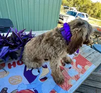 Mashi, a female Australian Labradoodle for sale in Windsor, SC – 2 of 3