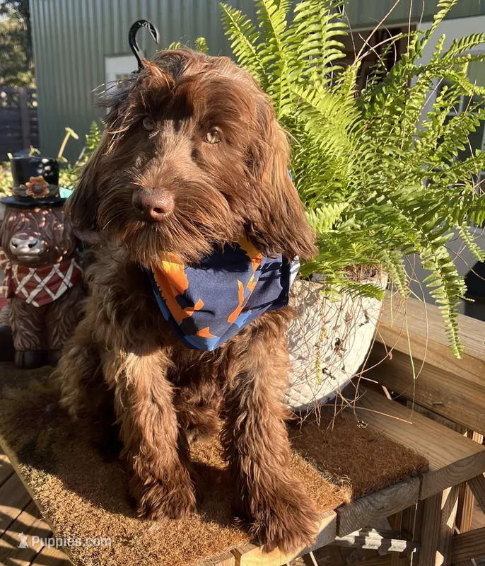 Booji – Australian Labradoodle puppy for sale in Windsor, SC
