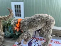 Mocha, a female Australian Labradoodle for sale in Windsor, SC – 2 of 2
