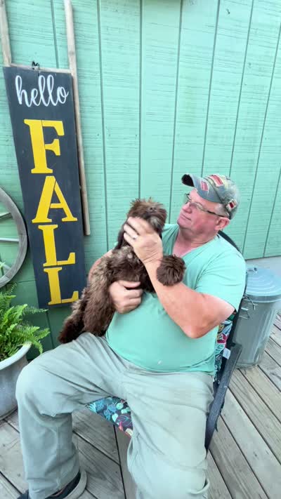 Booji, a male Australian Labradoodle for sale in Windsor, SC – 2 of 2