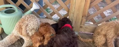 Rip, a male Australian Labradoodle for sale in Windsor, SC – 2 of 2