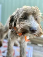Mocha, a female Australian Labradoodle for sale in Windsor, SC – 1 of 2