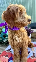 Daisy , a female Australian Labradoodle for sale in Windsor, SC – 2 of 3