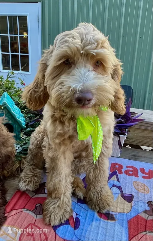 Biscuit, a male Australian Labradoodle for sale in Windsor, SC – 1 of 3