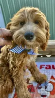 Bridger, a male Australian Labradoodle for sale in Windsor, SC – 2 of 2