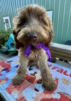 Mashi, a female Australian Labradoodle for sale in Windsor, SC – 3 of 3