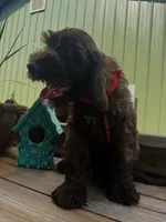 Booji, a male Australian Labradoodle for sale in Windsor, SC – 1 of 2