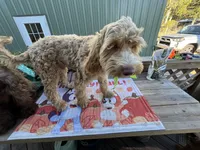 Biscuit, a male Australian Labradoodle for sale in Windsor, SC – 2 of 3