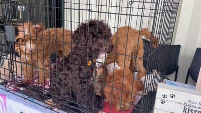 Rip, a male Australian Labradoodle for sale in Windsor, SC – 1 of 2