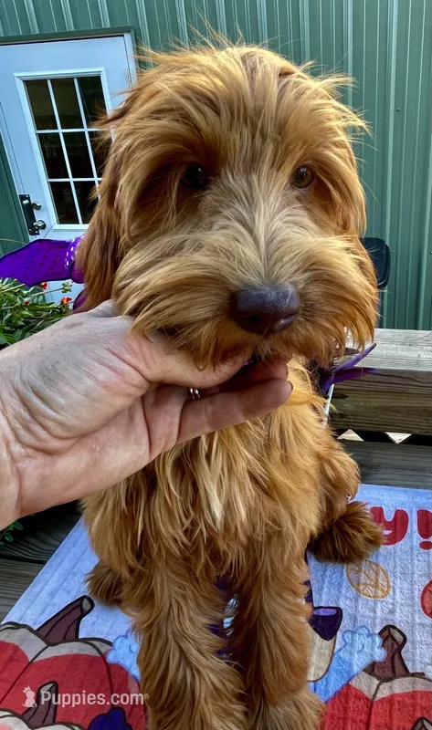 Daisy , a female Australian Labradoodle for sale in Windsor, SC – 1 of 3