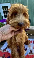Daisy , a female Australian Labradoodle for sale in Windsor, SC – 1 of 3
