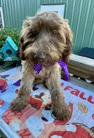Mashi, a female Australian Labradoodle for sale in Windsor, SC – 1 of 3