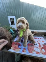 Biscuit, a male Australian Labradoodle for sale in Windsor, SC – 3 of 3