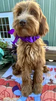 Daisy , a female Australian Labradoodle for sale in Windsor, SC – 3 of 3